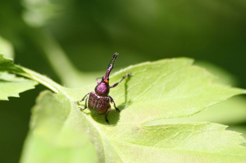 contraerea coleottera